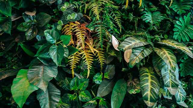 Pruning Tips for Healthy Foliage