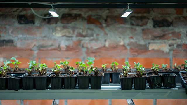 LED Grow Lights Setup for Apartments